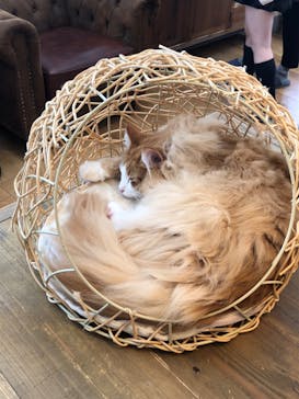 猫カフェモカ　池袋東口店に投稿された画像（2022/5/4）