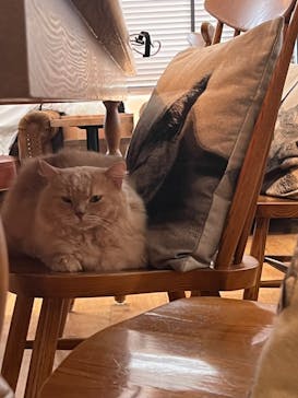 猫カフェモカ　池袋東口店に投稿された画像（2022/5/4）