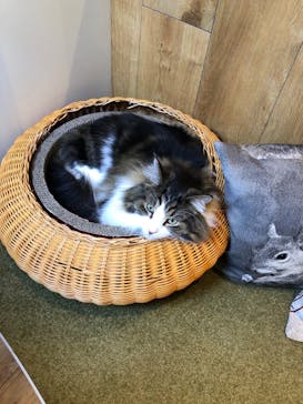 猫カフェモカ　池袋東口店に投稿された画像（2022/5/4）