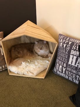 猫カフェモカ　池袋東口店に投稿された画像（2022/5/4）