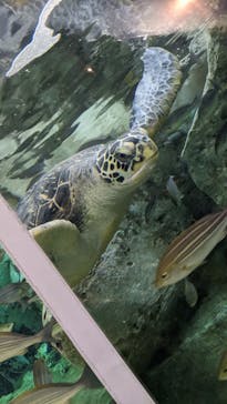 九十九島水族館海きららに投稿された画像（2022/5/4）