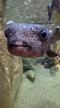 九十九島水族館海きららに投稿された画像（2022/5/4）