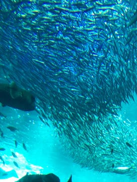 新江ノ島水族館に投稿された画像（2022/5/4）