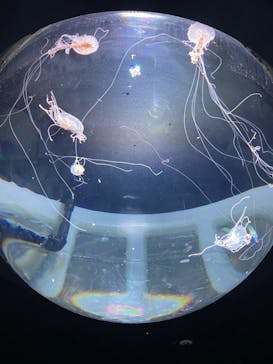 サンシャイン水族館に投稿された画像（2022/5/4）