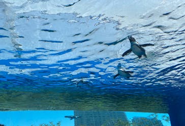 サンシャイン水族館に投稿された画像（2022/5/4）