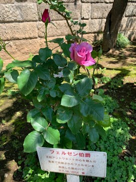 鳩山会館に投稿された画像（2022/5/4）