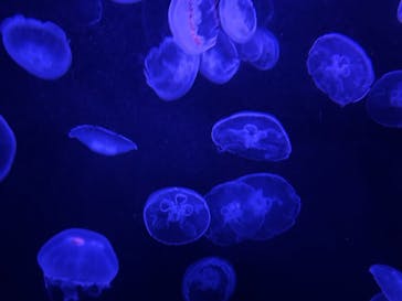 伊豆・三津シーパラダイスに投稿された画像（2022/5/4）