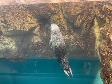 城崎マリンワールドに投稿された画像（2022/5/4）