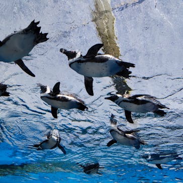 サンシャイン水族館に投稿された画像（2022/5/4）