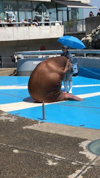 大分マリーンパレス水族館 「うみたまご」に投稿された画像（2022/5/4）