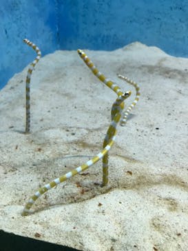 大分マリーンパレス水族館 「うみたまご」に投稿された画像（2022/5/4）