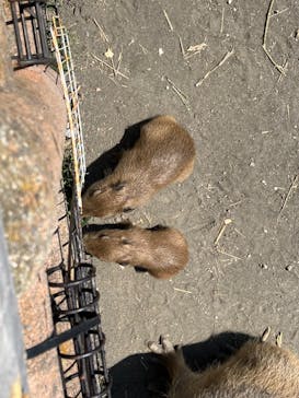 アロハガーデンたてやまに投稿された画像（2022/5/4）