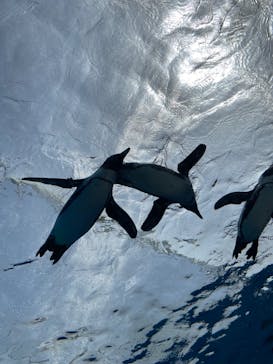 サンシャイン水族館に投稿された画像（2022/5/4）