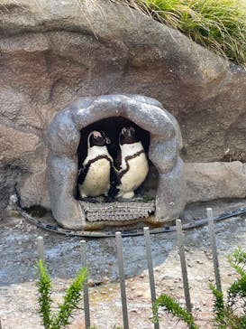 サンシャイン水族館に投稿された画像（2022/5/4）