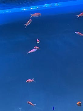 サンシャイン水族館に投稿された画像（2022/5/4）