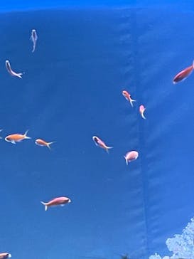 サンシャイン水族館に投稿された画像（2022/5/4）