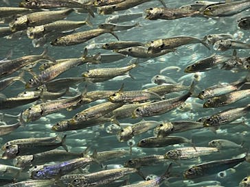 サンシャイン水族館に投稿された画像（2022/5/4）