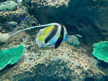 アクアワールド茨城県大洗水族館に投稿された画像（2022/5/4）