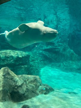 名古屋港水族館に投稿された画像（2022/5/4）