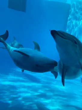 名古屋港水族館に投稿された画像（2022/5/4）