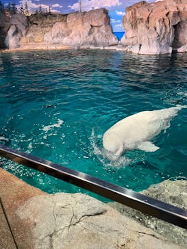 名古屋港水族館に投稿された画像（2022/5/4）