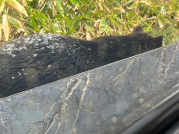 サホロリゾート　ベア･マウンテンに投稿された画像（2022/5/4）