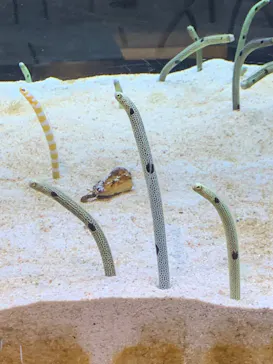 すみだ水族館に投稿された画像（2022/5/4）