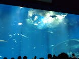 アクアワールド茨城県大洗水族館に投稿された画像（2022/5/4）