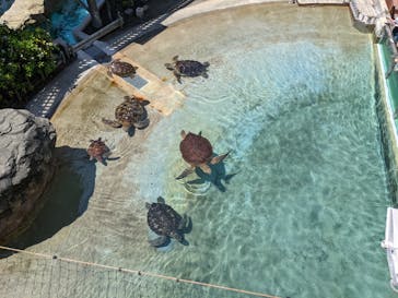 新江ノ島水族館に投稿された画像（2022/5/4）