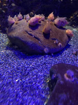 新江ノ島水族館に投稿された画像（2022/5/4）