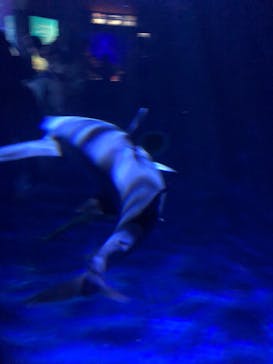 新江ノ島水族館に投稿された画像（2022/5/4）