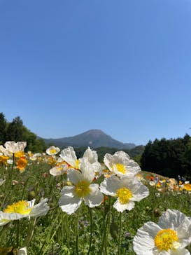 とっとり花回廊に投稿された画像（2022/5/4）