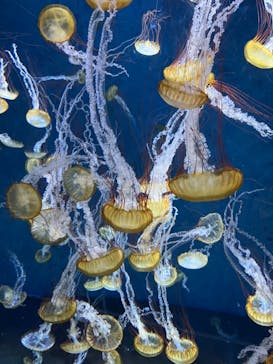 新江ノ島水族館に投稿された画像（2022/5/4）