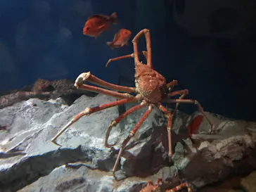 名古屋港水族館に投稿された画像（2022/5/4）