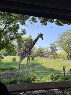 天王寺動物園に投稿された画像（2022/5/4）