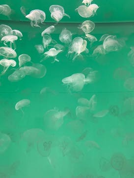 アクアワールド茨城県大洗水族館に投稿された画像（2022/5/4）