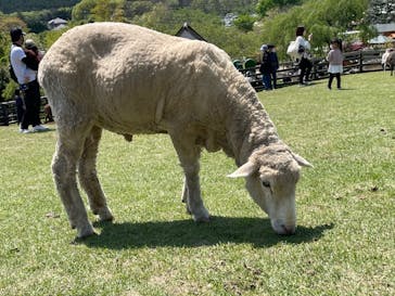 まかいの牧場に投稿された画像（2022/5/4）