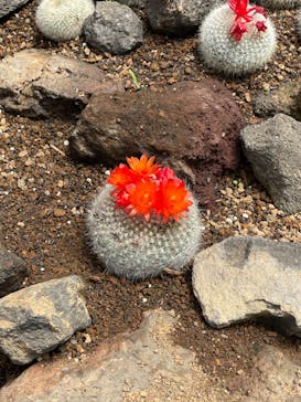 伊豆シャボテン動物公園に投稿された画像（2022/5/4）