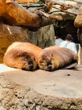 神戸どうぶつ王国に投稿された画像（2022/5/4）