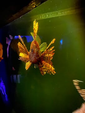 大分マリーンパレス水族館 「うみたまご」に投稿された画像（2022/5/4）