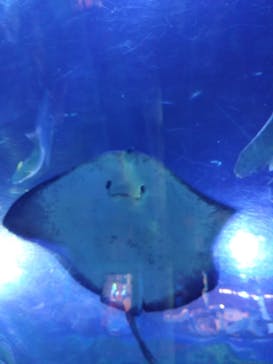 しながわ水族館に投稿された画像（2022/5/4）