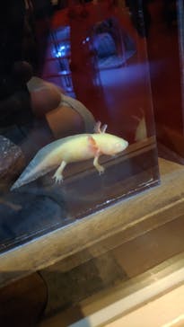 横浜開運水族館 フォーチュンアクアリウムに投稿された画像（2022/5/4）