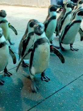 城崎マリンワールドに投稿された画像（2022/5/4）