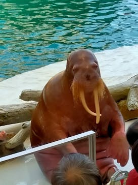 城崎マリンワールドに投稿された画像（2022/5/4）