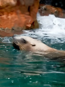 城崎マリンワールドに投稿された画像（2022/5/4）