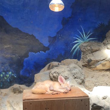 伊豆シャボテン動物公園に投稿された画像（2022/5/4）