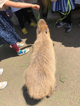 伊豆シャボテン動物公園に投稿された画像（2022/5/4）