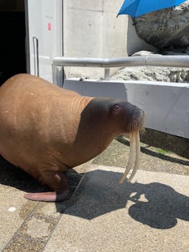 大分マリーンパレス水族館 「うみたまご」に投稿された画像（2022/5/4）
