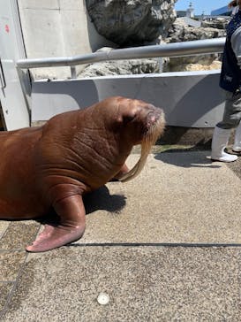 大分マリーンパレス水族館 「うみたまご」に投稿された画像（2022/5/4）
