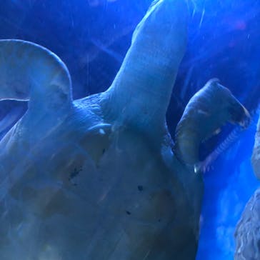 しながわ水族館に投稿された画像（2022/5/4）